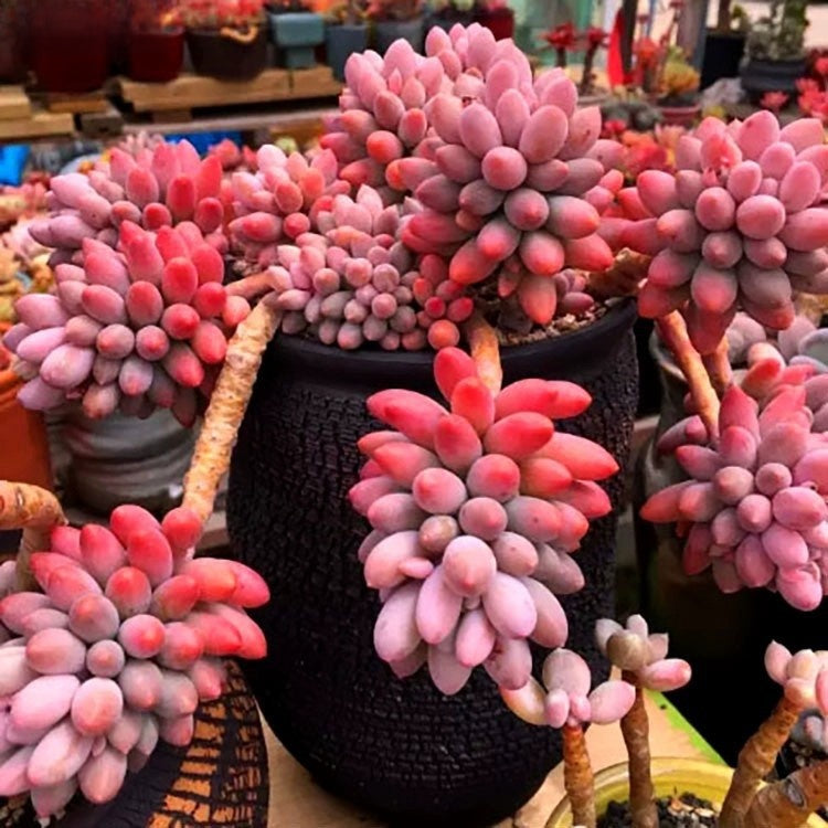 Succulent Potted Plants Set Indoor Decoration
