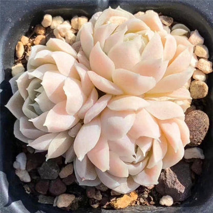 Succulent Potted Plants Set Indoor Decoration