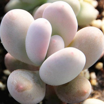 Succulent Potted Plants Set Indoor Decoration