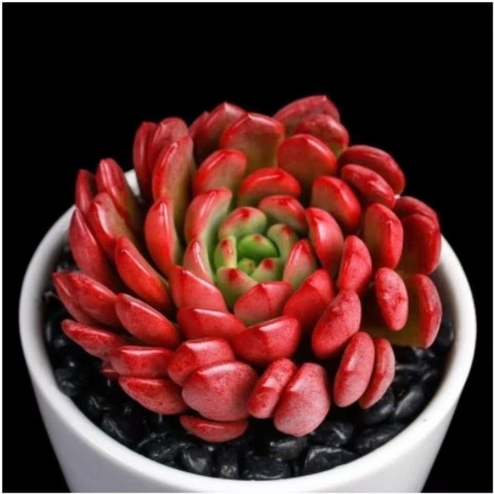 Succulent Potted Plants Set Indoor Decoration
