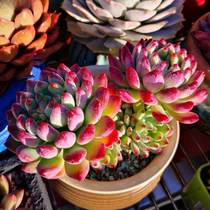 Succulent Potted Plants Set Indoor Decoration