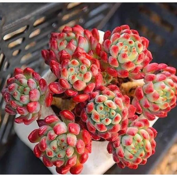 Succulent Potted Plants Set Indoor Decoration