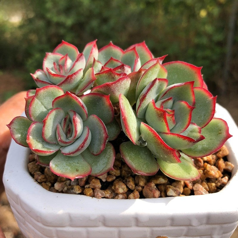 Succulent Potted Plants Set Indoor Decoration