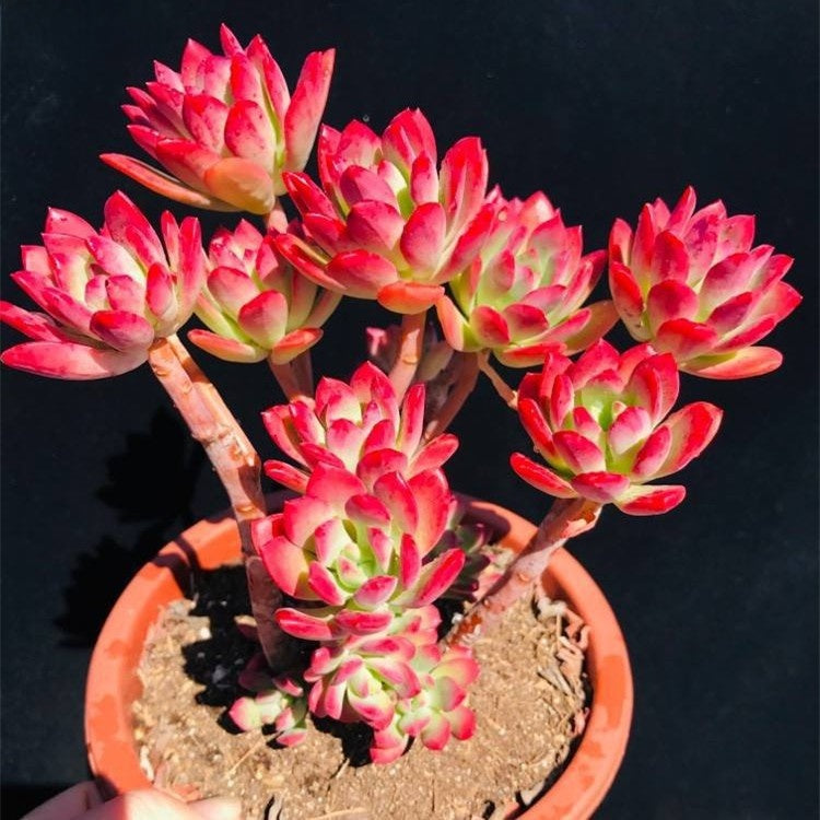 Succulent Potted Plants Set Indoor Decoration