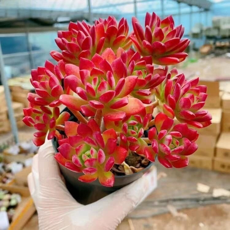 Succulent Potted Plants Set Indoor Decoration