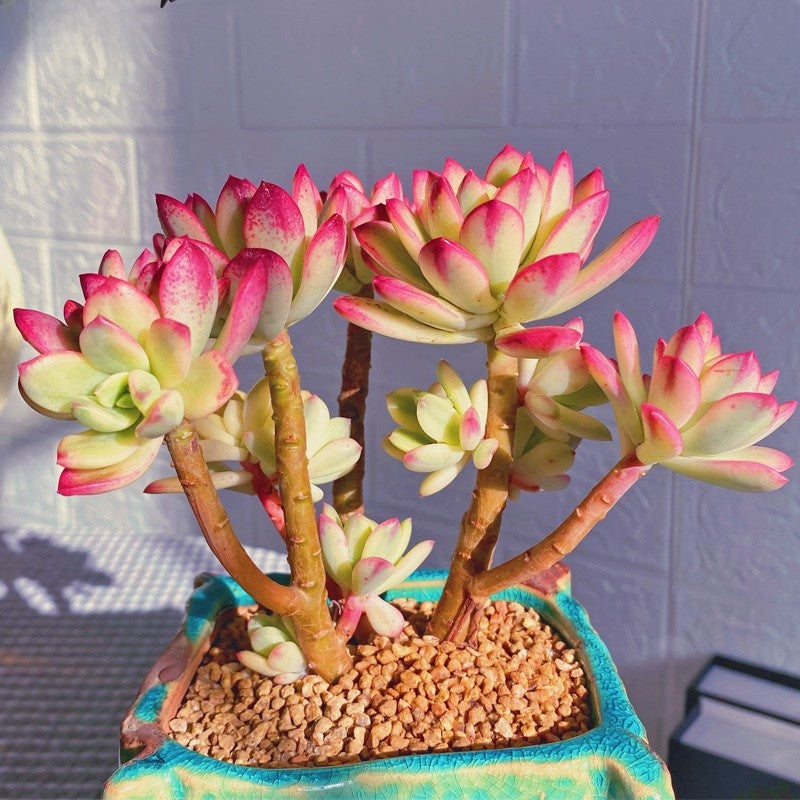 Succulent Potted Plants Set Indoor Decoration