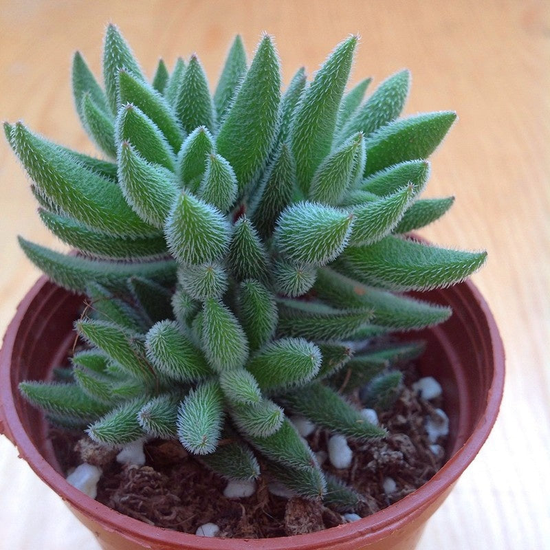 Succulent Potted Plants Set Indoor Decoration