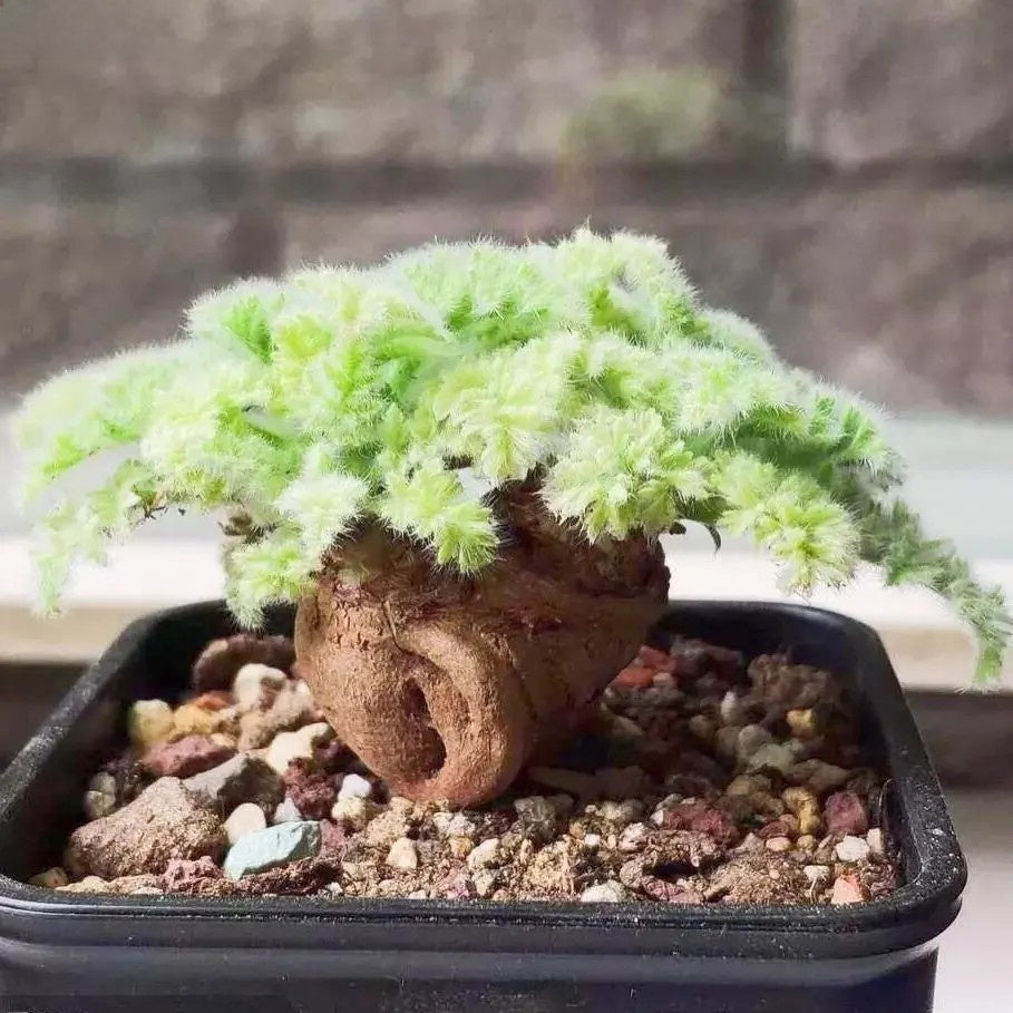 Succulent Potted Plants Set Indoor Decoration
