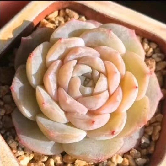 Succulent Potted Plants Set Indoor Decoration