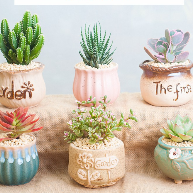 Succulent Potted Plants with Decorative Pots
