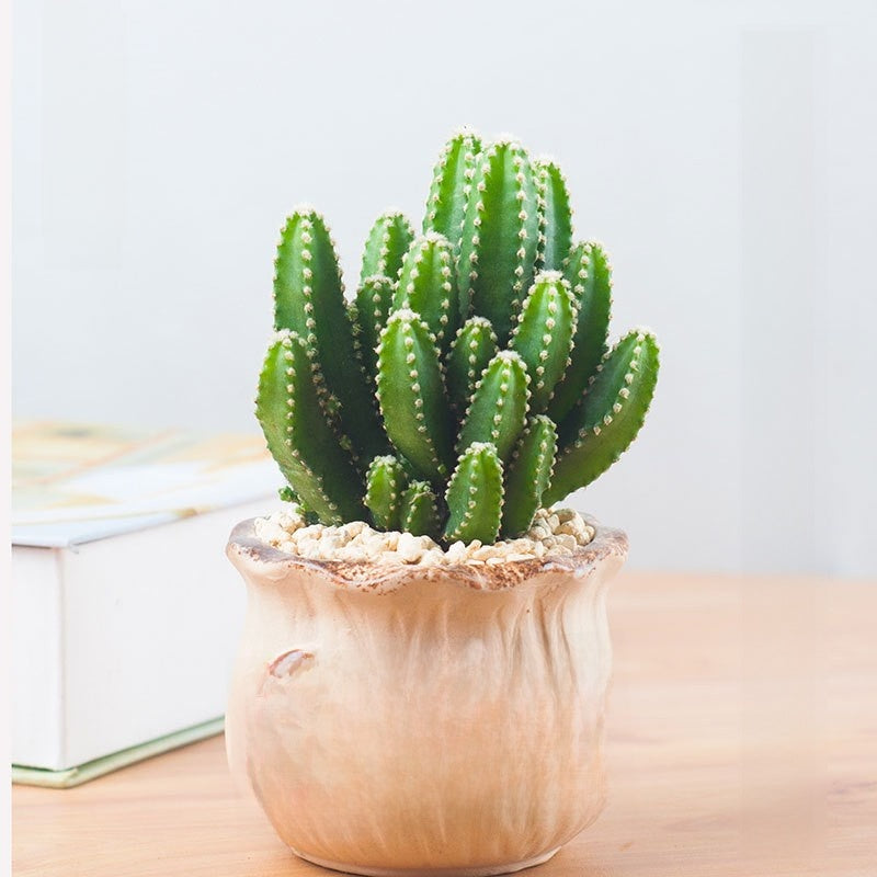 Succulent Potted Plants with Decorative Pots