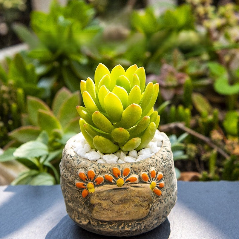Succulent Potted Plants with Decorative Pots