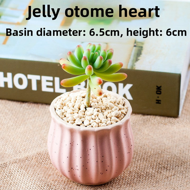 Succulent Potted Plants with Decorative Pots