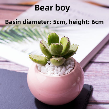 Succulent Potted Plants with Decorative Pots
