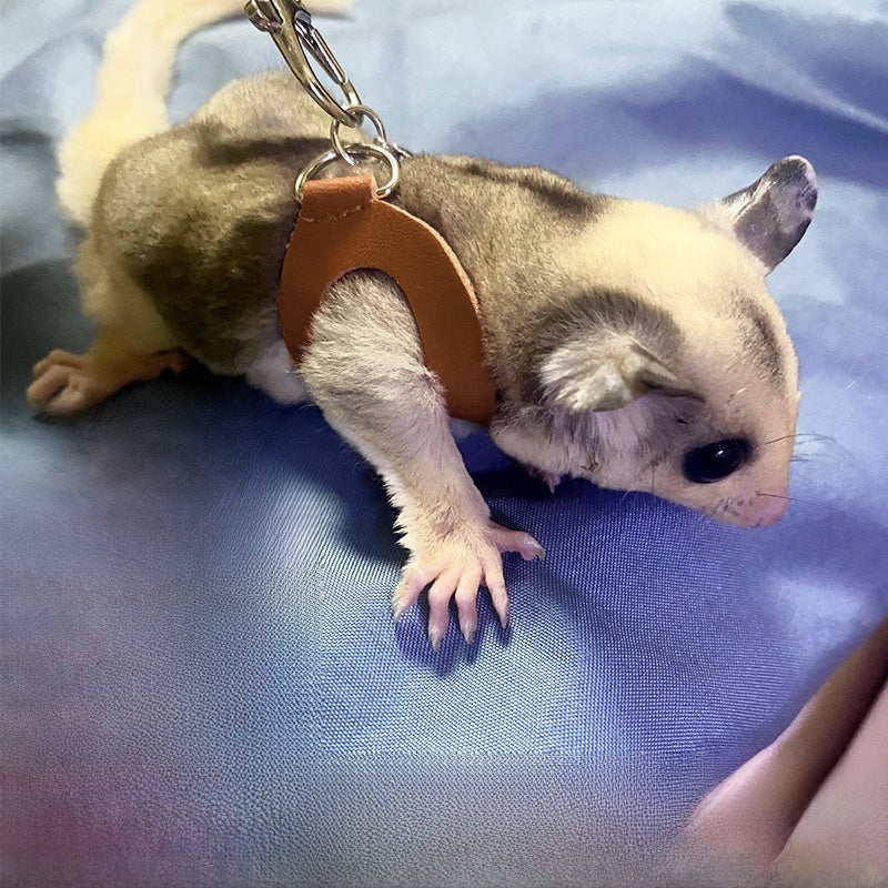 Sugar glider leash