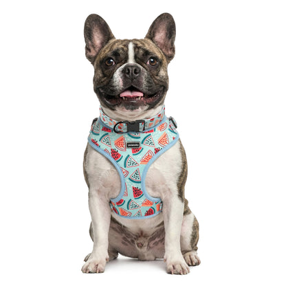Summer Watermelon Dog Harness Set