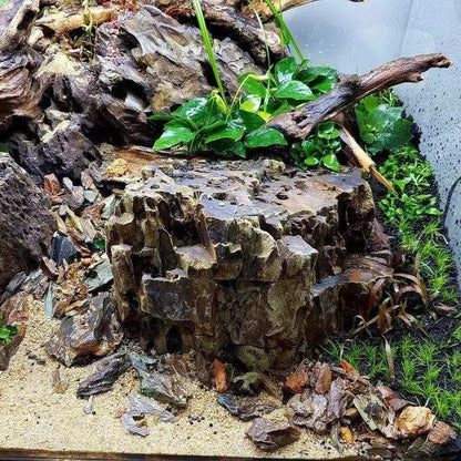 Sunken Wood