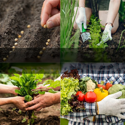Survival Vegetable Seeds