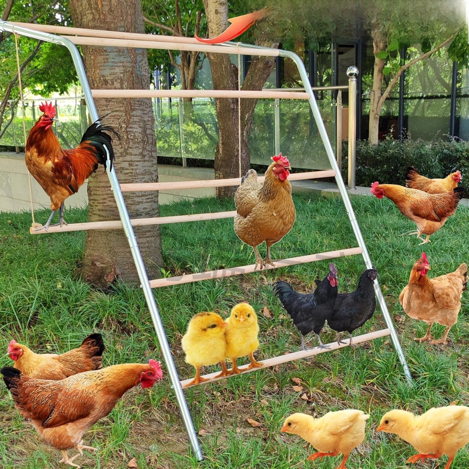 Swing-style chicken climbing frame