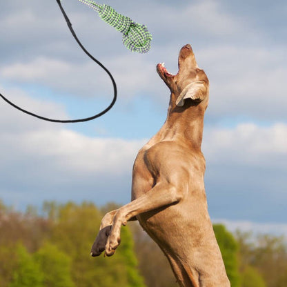 Telescopic Dog Walking Stick