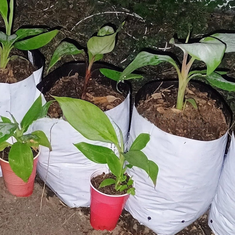 Thickened PE Planting Grow Bags