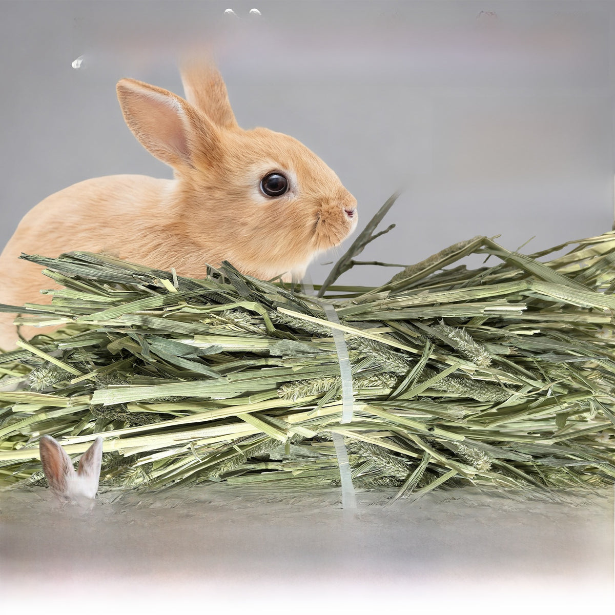 Timothy Grass Hay for Small Pets