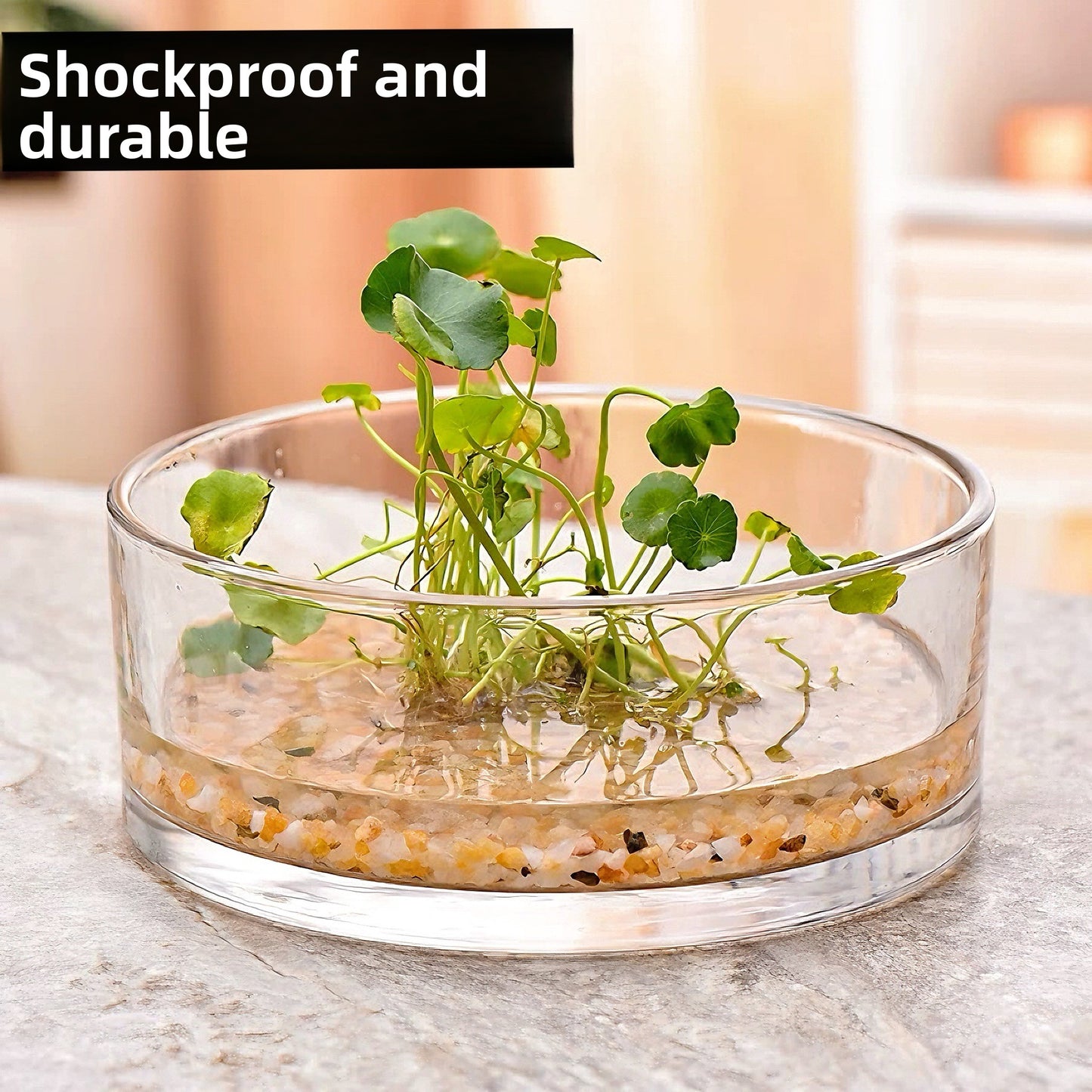 Transparent Hydroponic Flower Vessel