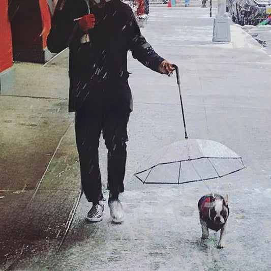 Transparent Pet Umbrella