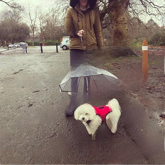 Transparent Pet Umbrella