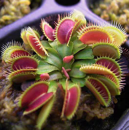 Venus Flytrap Plant