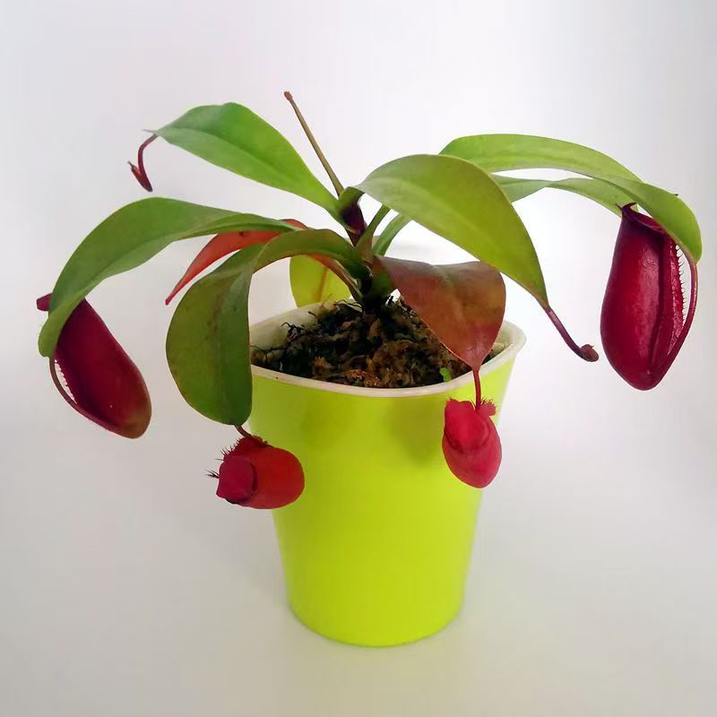 Venus Flytrap Plant