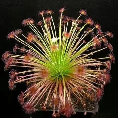 Venus Flytrap Plant