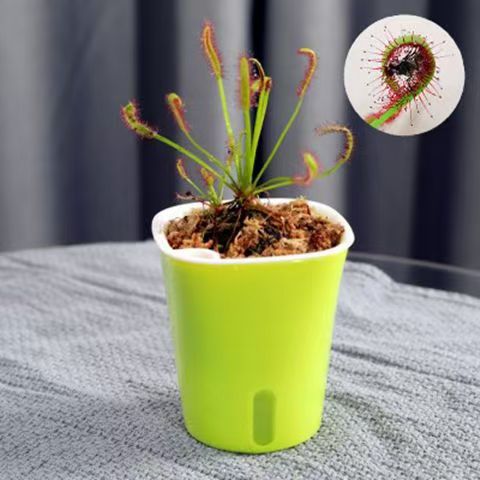 Venus Flytrap Plant