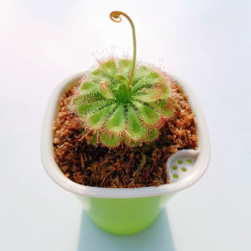 Venus Flytrap Plant
