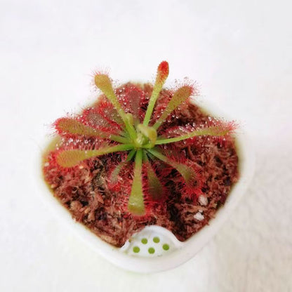Venus Flytrap Plant