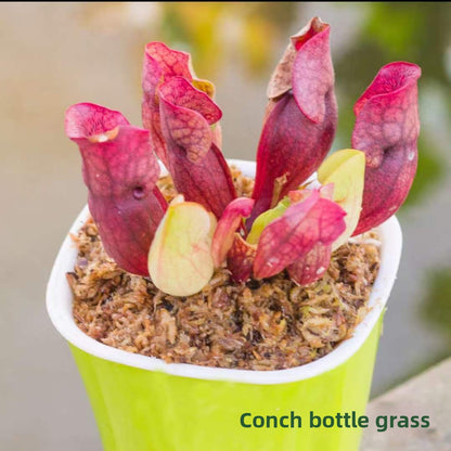 Venus Flytrap Plant