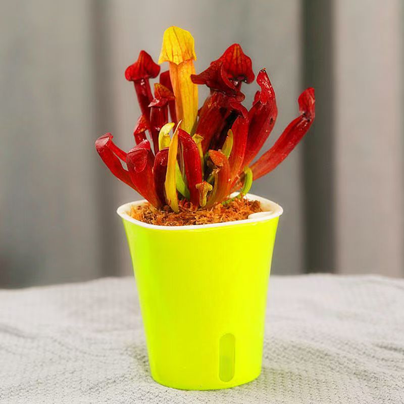 Venus Flytrap Plant