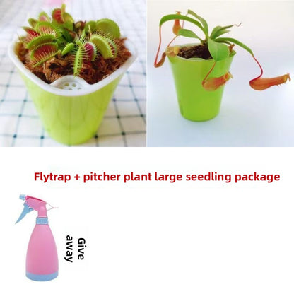 Venus Flytrap Plant