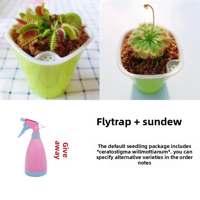 Venus Flytrap Plant