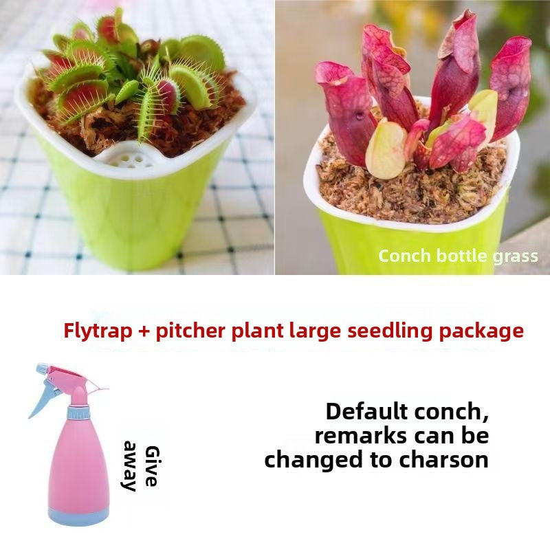 Venus Flytrap Plant