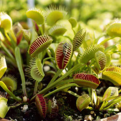 Venus Flytrap Plant