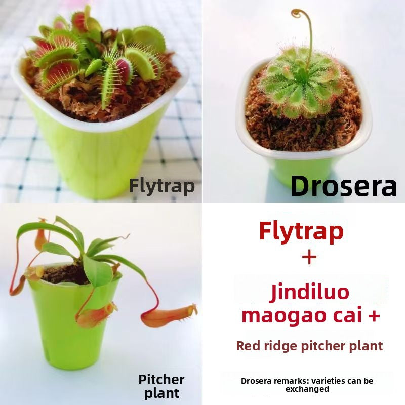 Venus Flytrap Plant