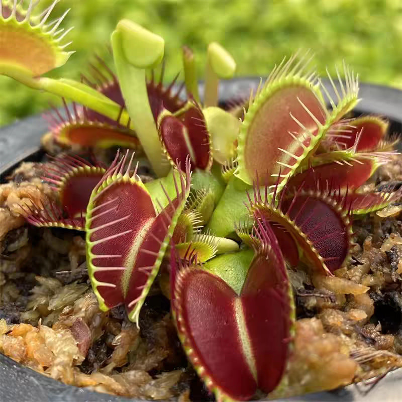 Venus Flytrap Plant