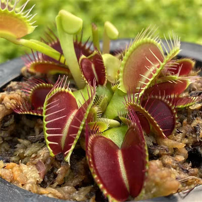 Venus Flytrap Plant