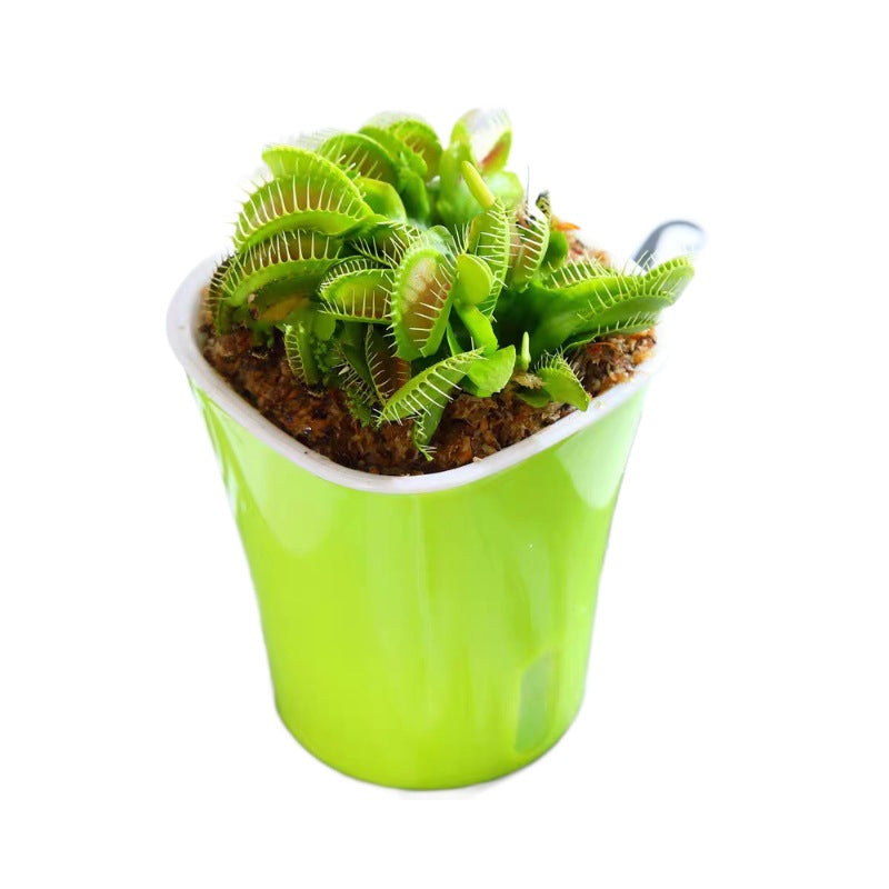 Venus Flytrap Plant