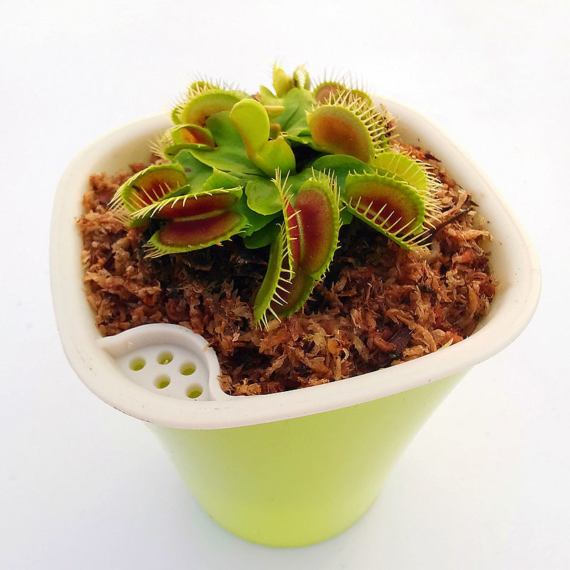 Venus Flytrap Plant