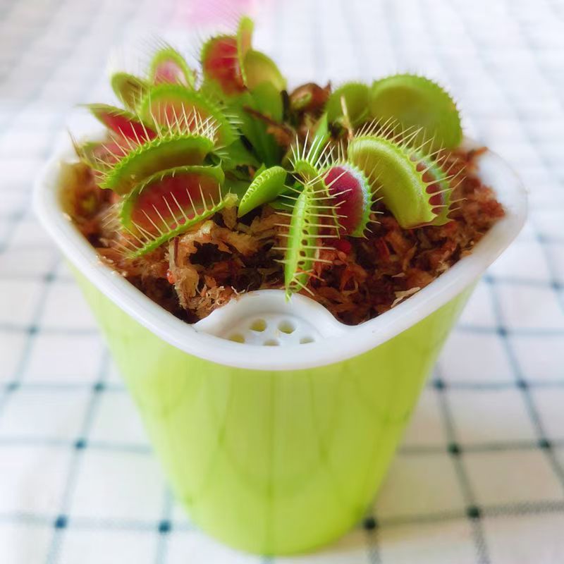 Venus Flytrap Plant