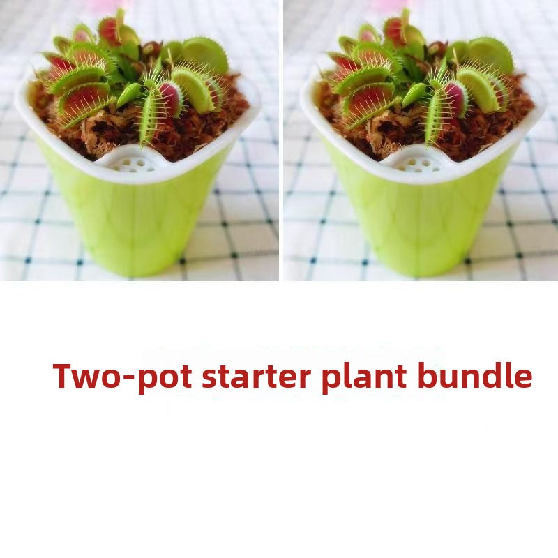 Venus Flytrap Plant