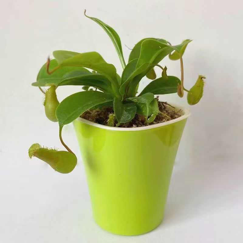 Venus Flytrap Plant