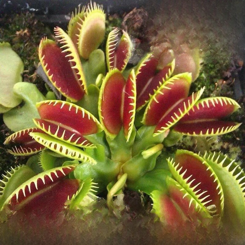 Venus flytrap potted plant